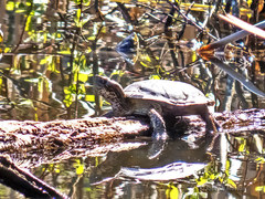 Actinemys marmorata pallida