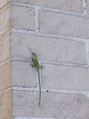 Anolis carolinensis