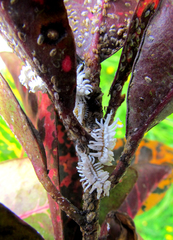 Cryptolaemus montrouzieri