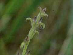 Centranthera cochinchinensis