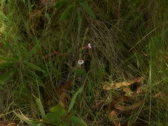 Centranthera cochinchinensis