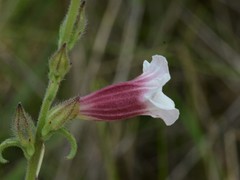 Centranthera cochinchinensis