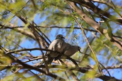 Streptopelia decaocto