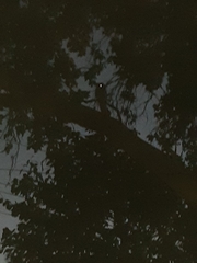 Podargus strigoides