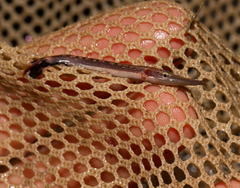 Lepisosteidae
