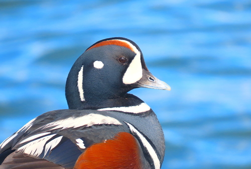 Harlequin Duck