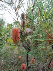 Banksia occidentalis