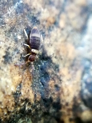 Entomobrya albocincta