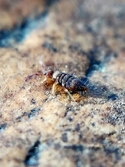 Entomobrya albocincta