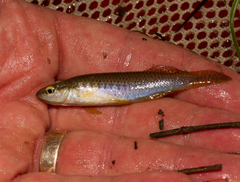 Fundulus olivaceus