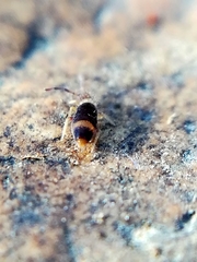 Entomobrya albocincta