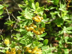 Berberis hispanica