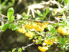 Berberis hispanica