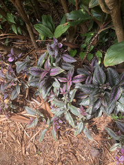 Strobilanthes auriculata