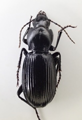 Pterostichus illustris
