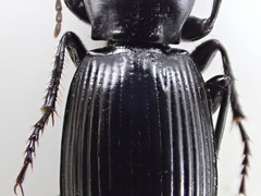 Pterostichus illustris