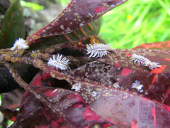 Cryptolaemus montrouzieri