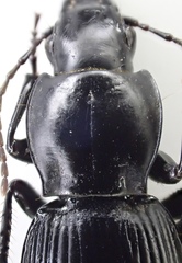 Pterostichus illustris
