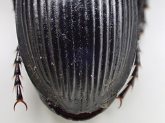 Pterostichus illustris