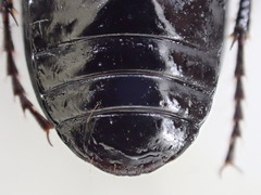 Pterostichus illustris
