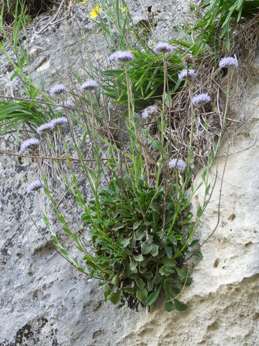Globularia spinosa, photograph 2