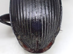 Pterostichus isabellae