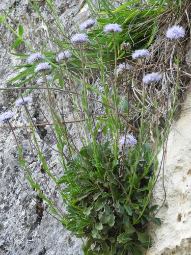 Globularia spinosa, photograph 3