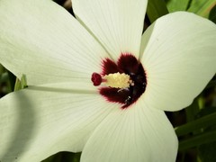 Abelmoschus moschatus