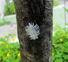 Cryptolaemus montrouzieri