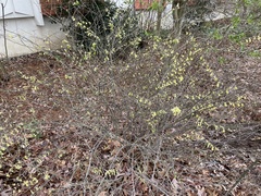 Corylopsis