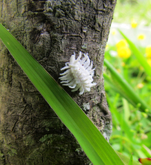 Cryptolaemus montrouzieri