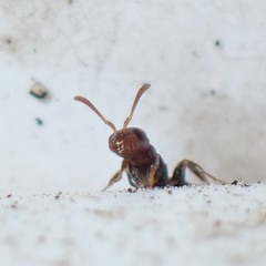 Pseudomyrmex cubaensis