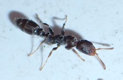 Pseudomyrmex cubaensis