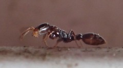 Pseudomyrmex cubaensis