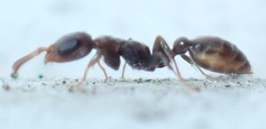 Pseudomyrmex cubaensis