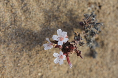 Frankeniaceae