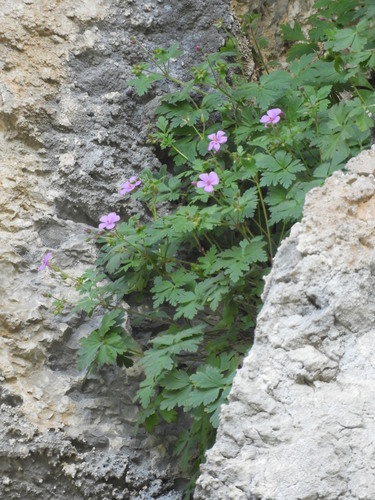 Geranium cataractarum, photograph 3