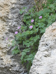 Geranium cataractarum