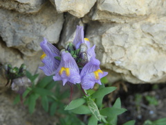 Linaria verticillata cuartanensis