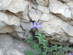 Linaria verticillata cuartanensis