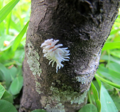 Cryptolaemus montrouzieri