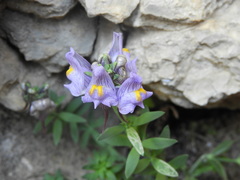 Linaria verticillata cuartanensis