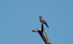 Coracias naevius mosambicus