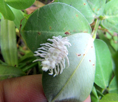 Cryptolaemus montrouzieri