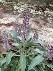 Lupinus villosus