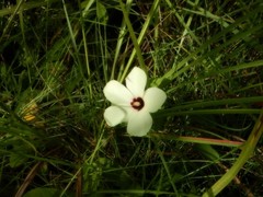 Abelmoschus moschatus