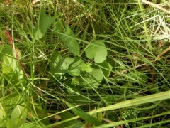 Abelmoschus moschatus