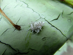 Cryptolaemus montrouzieri