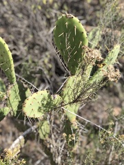Opuntia wilcoxii
