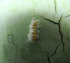 Cryptolaemus montrouzieri